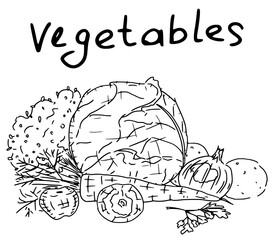 vegetables cabbage and potatoes doodle drawing