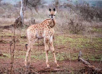 Very young South African Giraffe staring curiously at the human intrusion into his wild space