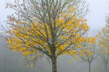 A tree in yellow autumn colors with a misty background. Picture from Scania county, Sweden