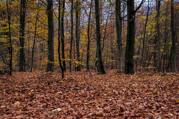 A European Beech forest in autumn colours. Picture from Scania county, southern Sweden