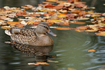 Stockente Weibchen auf dem Wasser im Herbst