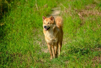 red fox in the grass