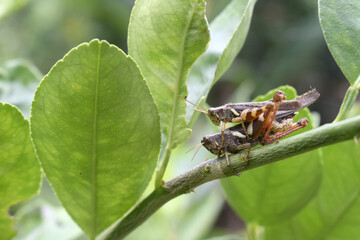 2 locusts on green twigs