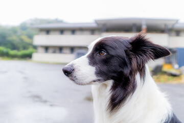 ボーダーコリー 白黒 牧羊犬 犬 border collie スポーツドッグ