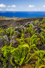 Green vegetation and Indian Ocean on volcanic rocks on Reunion Island