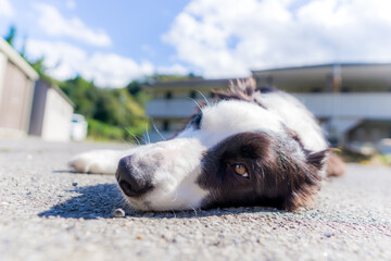 ボーダーコリー 白黒 牧羊犬 犬 border collie スポーツドッグ