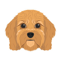 Cavoodle dog isolated on white background vector illustration