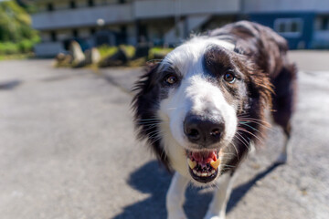 ボーダーコリー 白黒 牧羊犬 犬 border collie スポーツドッグ