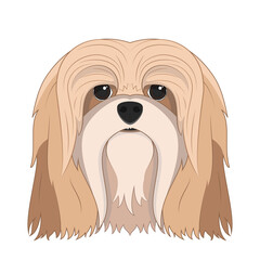 Lhasa Apso dog isolated on white background vector illustration