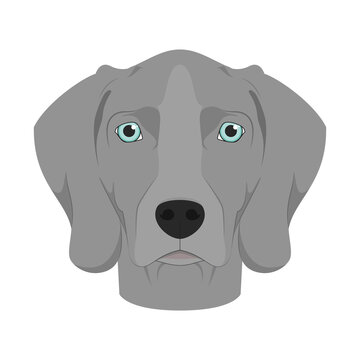 Weimaraner dog isolated on white background vector illustration