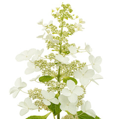Obraz premium Inflorescence of hydrangea, lat. Hydrangea paniculata, isolated on white background