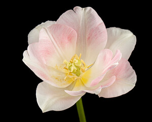 Fototapeta na wymiar Pink flowers of Angelique tulip, isolated on black background