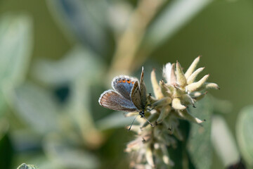 The common blue butterfly (Polyommatus icarus)