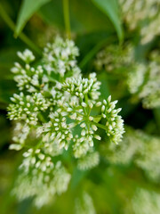 grass flowers in the big forest