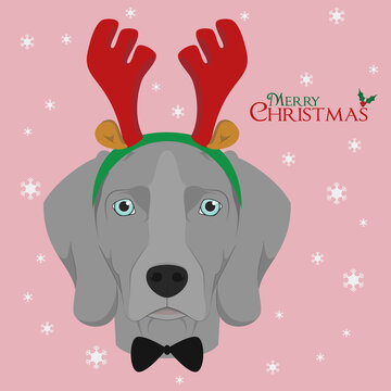 Christmas greeting card. Weimaraner dog with red reindeer horns and bow tie