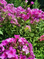 pink flowers