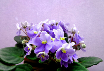 Violet Saintpaulia fresh flowers