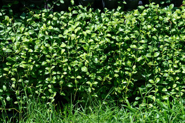 Variety of artificial plant in vertical garden, Natural background