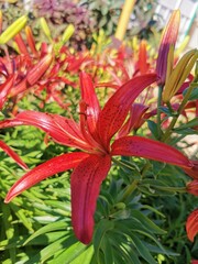 red and yellow lily