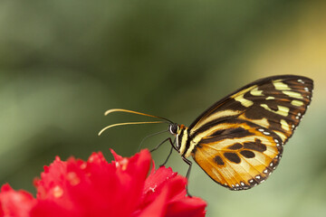 Butterfly sitting on a flower
