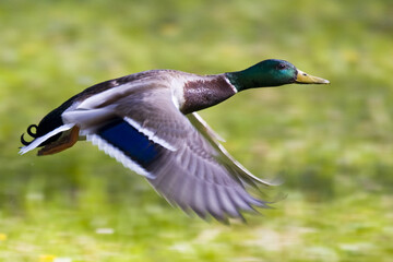 A duck caught in flight above the river