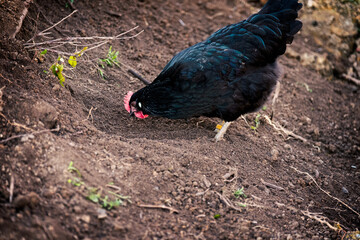 Schwarzes Huhn