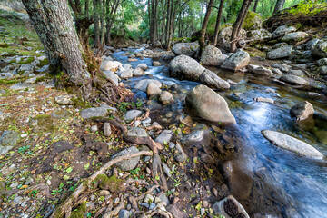 Pinos y reflejos en el rio Iruelas. Avila. España. Europa