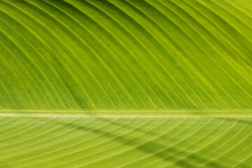 Tropic fresh green leaf close-up.