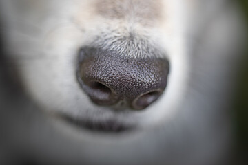 Saarloos wolf dog puppy nose