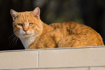 A Beautiful Orange Tomcat Sitting on the Stairs and Enjoying the Autumn Sun