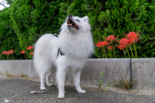 白い犬 Images Browse 805 Stock Photos Vectors And Video Adobe Stock