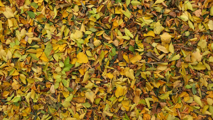 Yellow autumn leaves lie in a dense layer on the ground in the park. Beautiful autumn background for collage. 