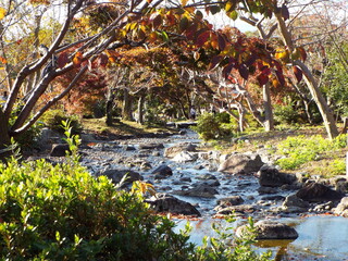 秋の京都　無加工の円山公園の秋の景色