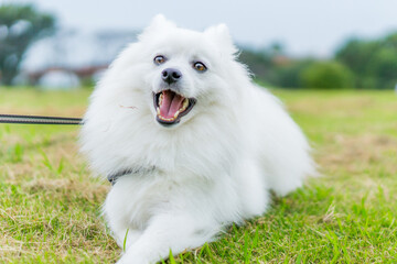 日本スピッツ 白い犬 spitz 小型犬