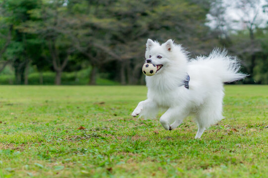 白い犬 Images Browse 805 Stock Photos Vectors And Video Adobe Stock