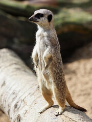 Cute Meerkat