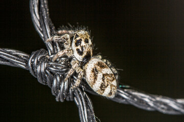 Springspinne
