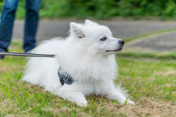 日本スピッツ 白い犬 Spitz 小型犬 Wall Mural Wallpaper Murals 直哉 竹並