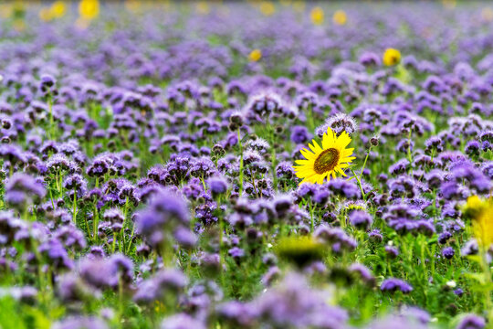 Eine bl&uuml;hende Sonnenblume ragt aus einem blau-violetten Feld bepflanzt mit Phacelia