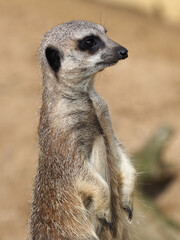 Cute Meerkat