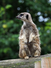 Obraz premium Cute Meerkat