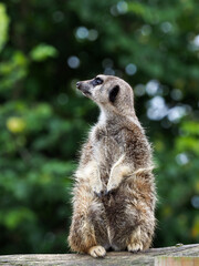 Cute Meerkat