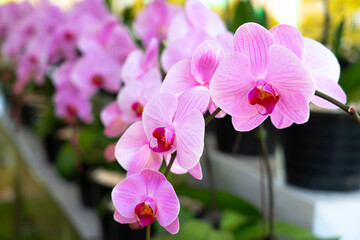 Orchid shrubs isolated. with other plants in the blurred background