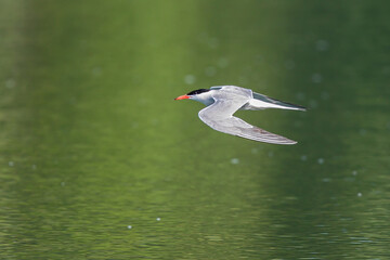 Common Tern (Sterna hirundo) adult flying, Baltic Sea, Mecklenburg-Western Pomerania, Germany