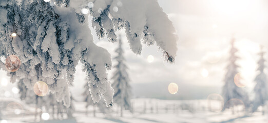 Christmas background with fir branches covered with snow, winter holiday. Beautiful snowy spruce...