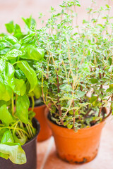 Close-up photo of italian herbs, basil and oregano.