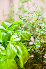 Close-up photo of italian herbs, basil and oregano.