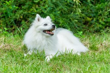 日本スピッツ 白い犬 spitz 小型犬