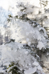Winter background. Snow blizzard against the background of evergreen spruce trees. Snow falls from the fir. Selective focus