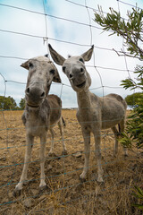 Obraz premium Burro feliz 